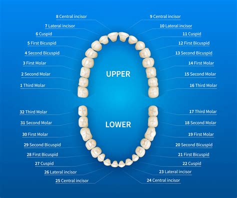 teeth in inglese|tooth vs teeth meaning.